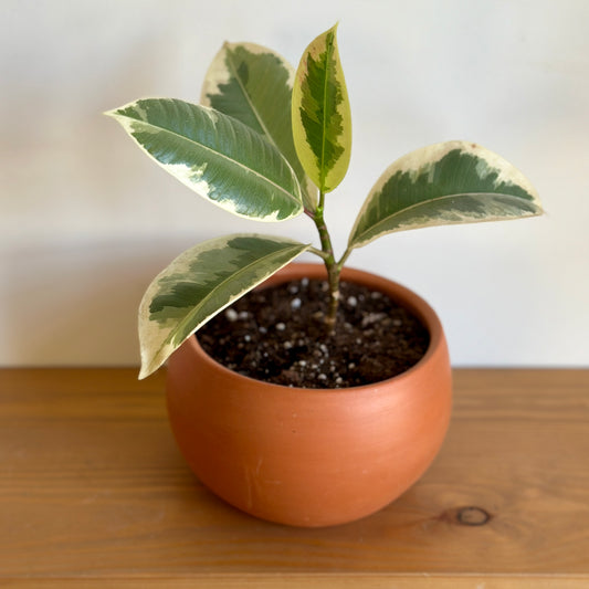 Rubby Rubber Tree in Terracotta Clay Pot