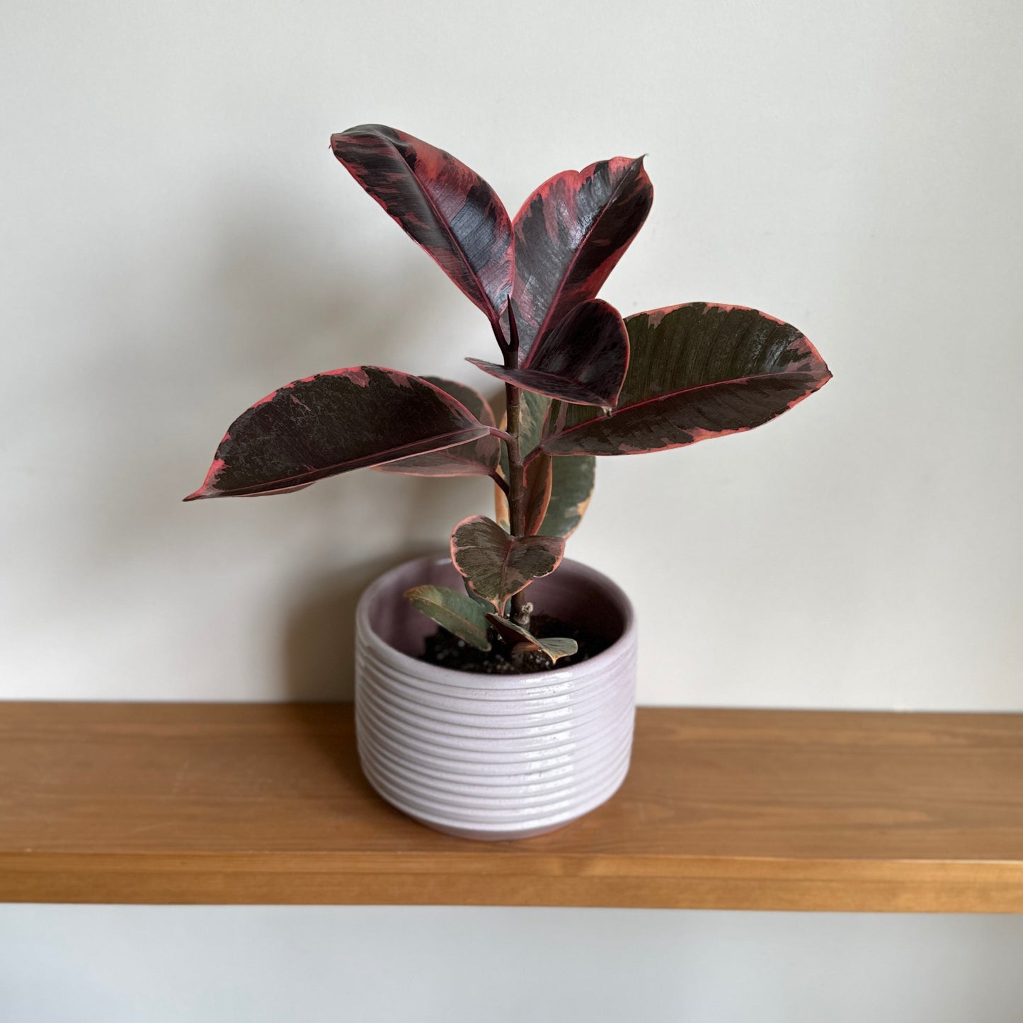 Ruby Rubber Tree in Horizon White Pot D:20