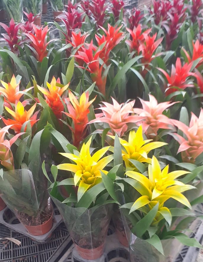 scarlet star plant indoor Scarlet Star – Kaynuna.co