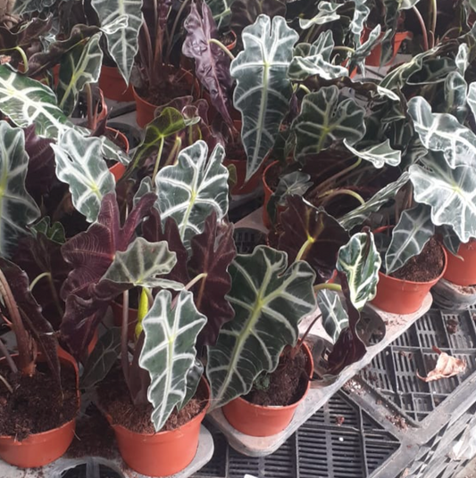 Alocasia 'Amazonica'