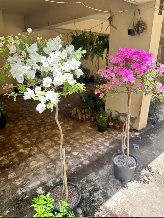Umbrella Bougainvillea