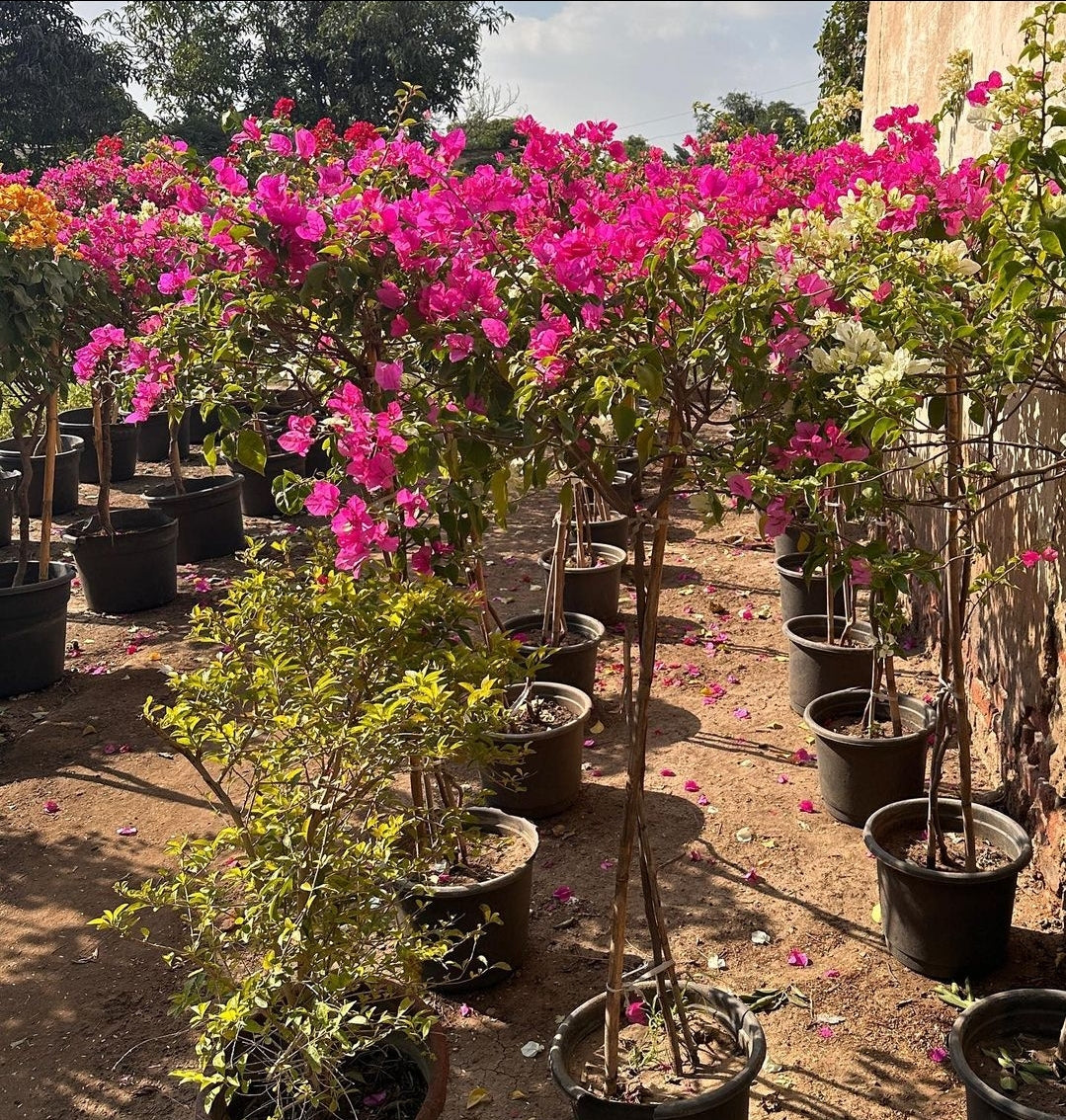Umbrella Bougainvillea