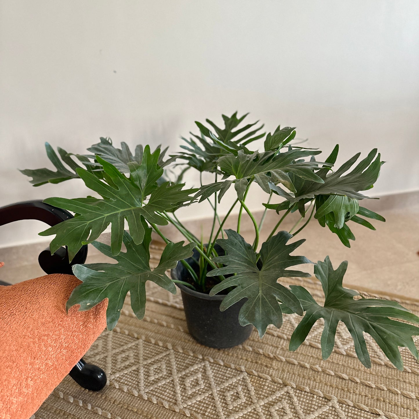 Selloum potted plant with large green leaves on a patterned rug.