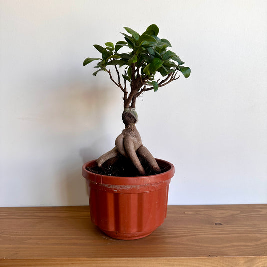 Indoor Small Bonsai Tree 