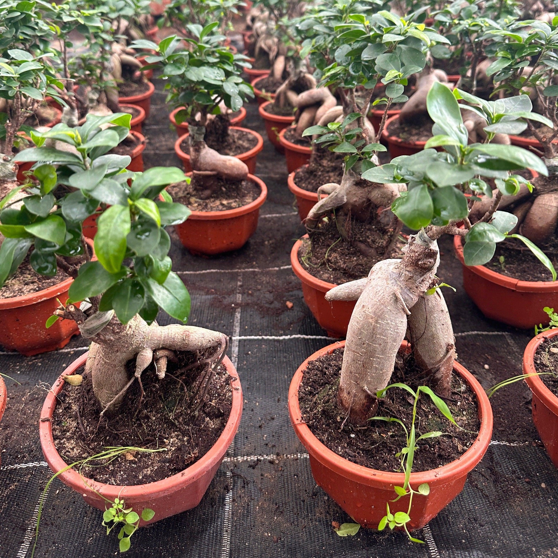 bonsai trees delivered Bonsai Tree – Buy Online, Delivered in Cairo & Alexandria, Egypt – Kaynuna.co