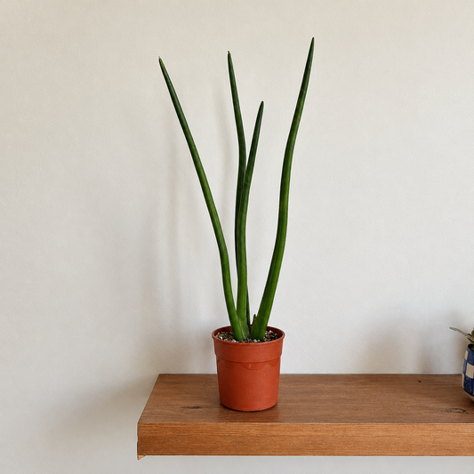 Spear Sansevieria