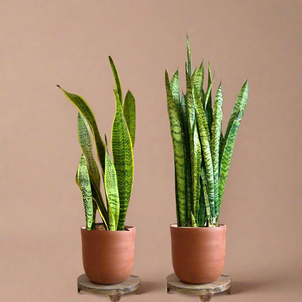 Snake Plant Bundle