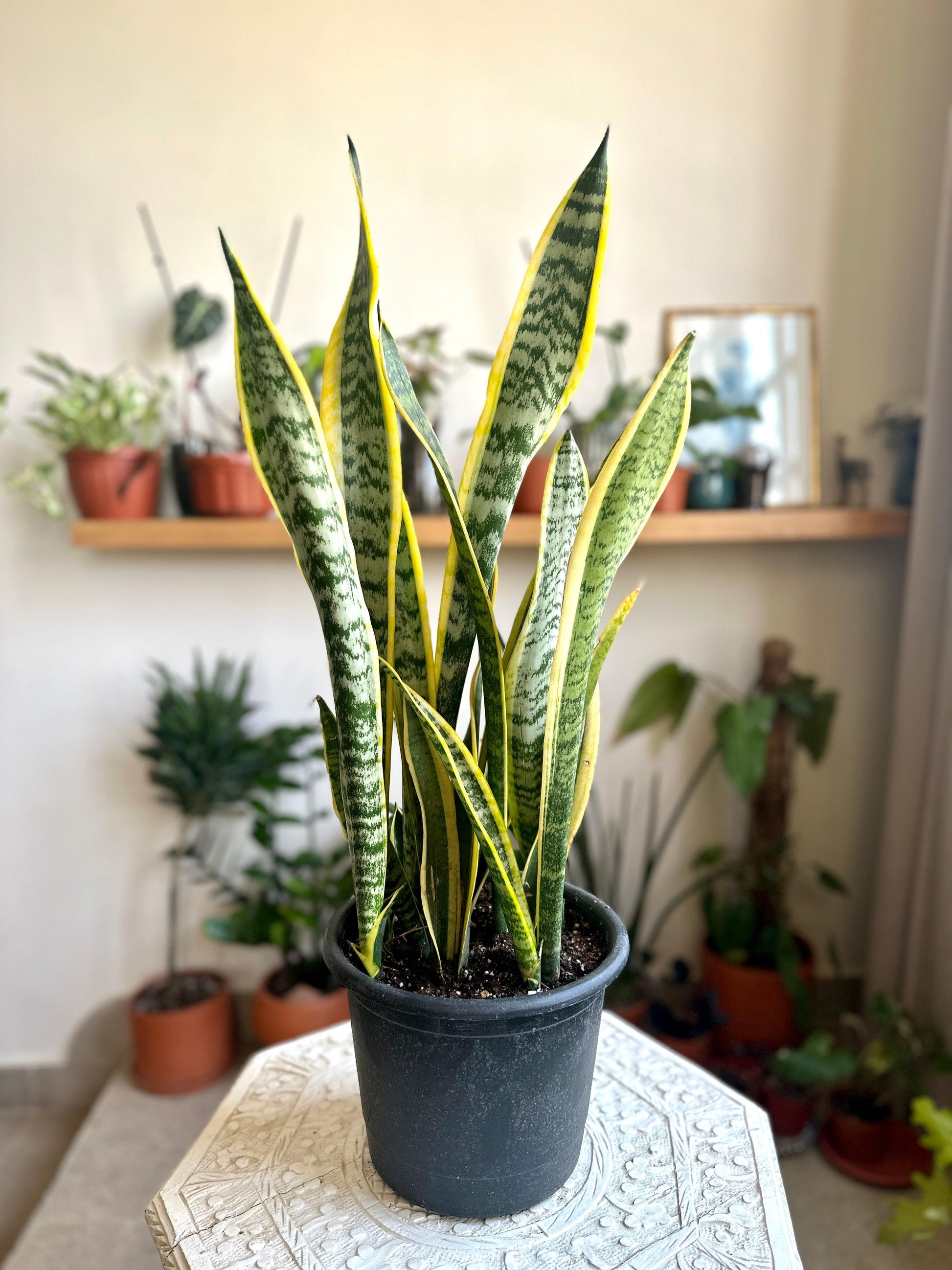snake plant in plastic pot Yellow and Green Snake Plant | Easy Care Houseplant