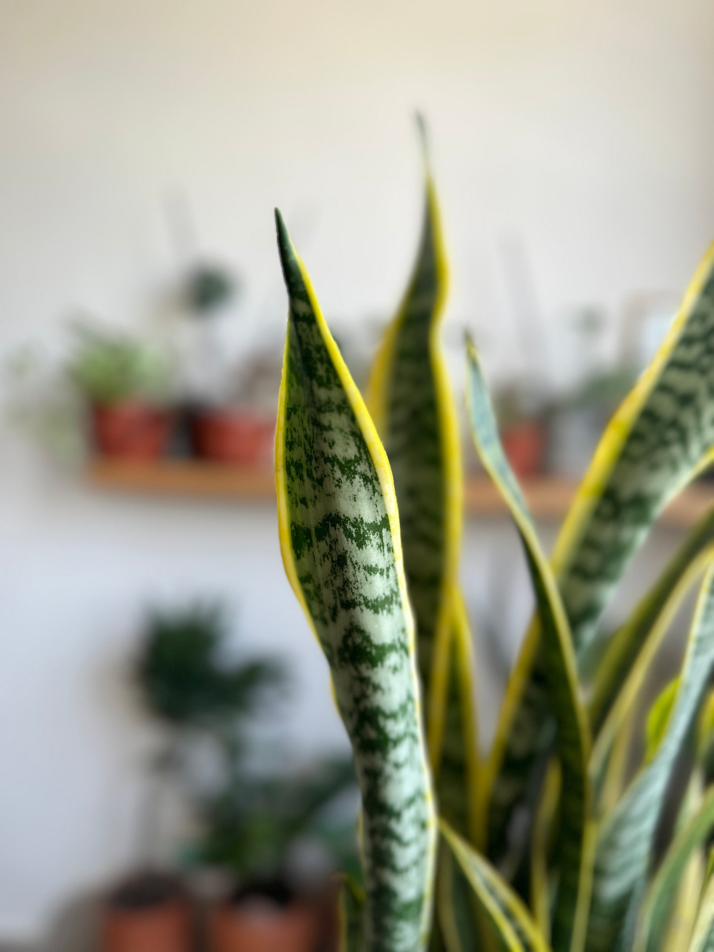 Snake Plant (Sanseviera) leaves-closeup