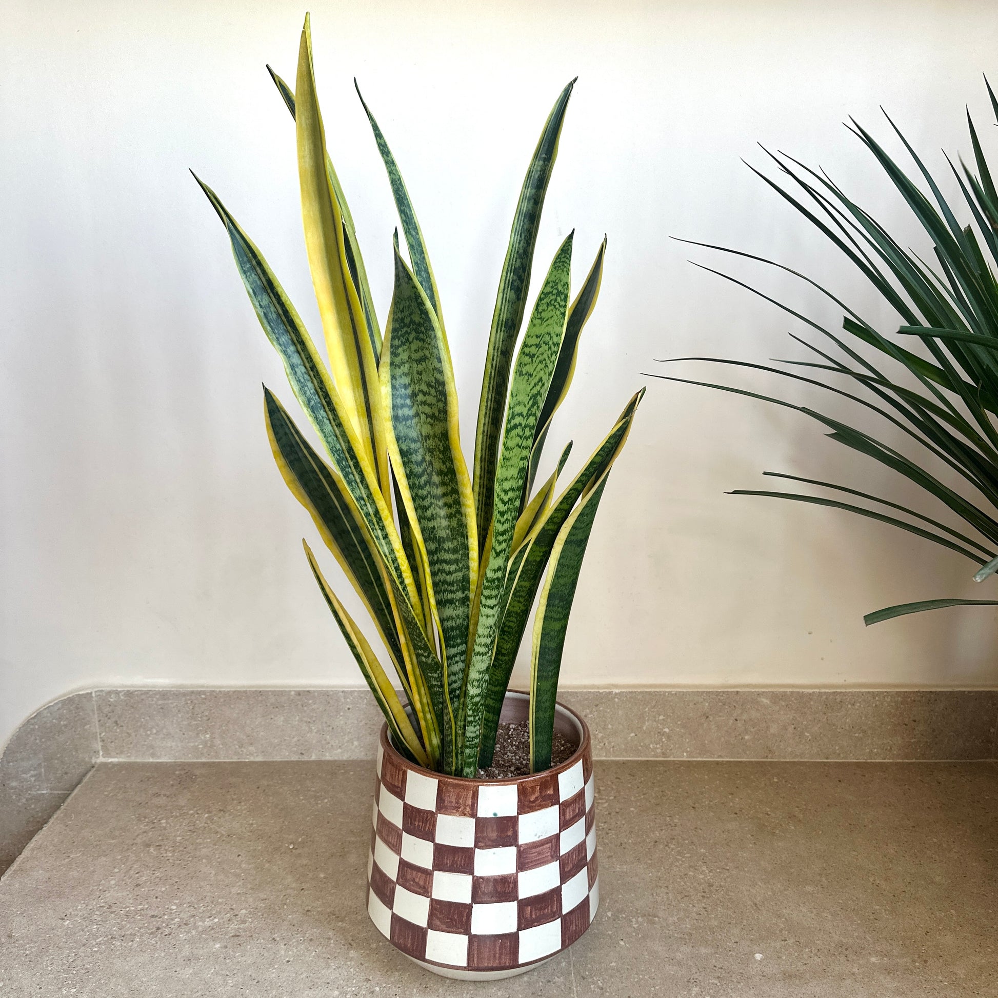 Potted snake plant with a checkered pot. | shop indoor plants at kaynuna.co