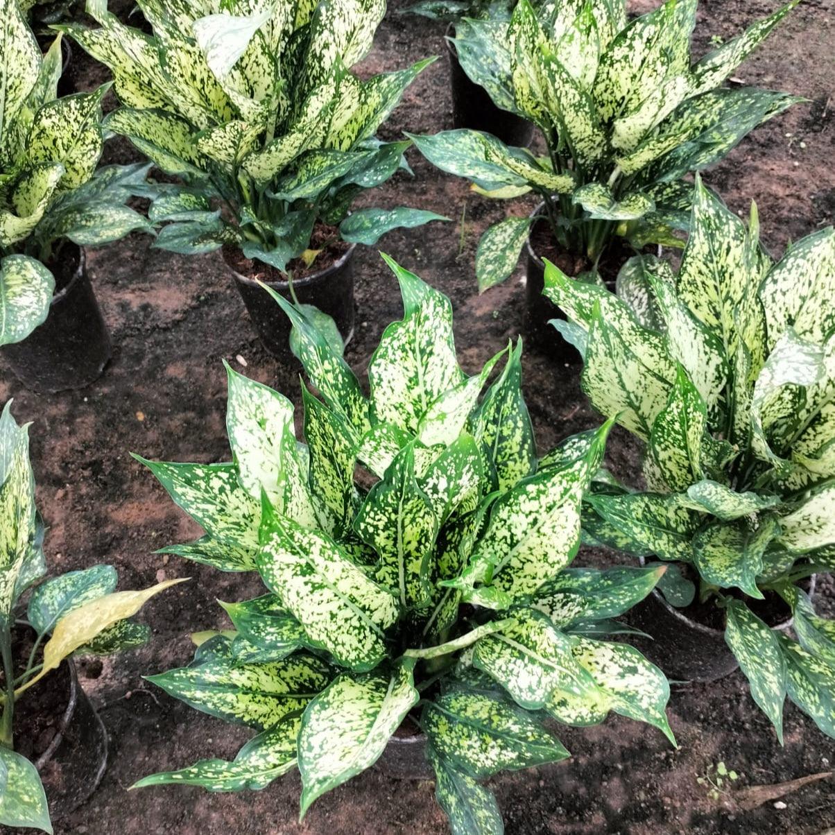 Snowflake Aglonema indoor plant