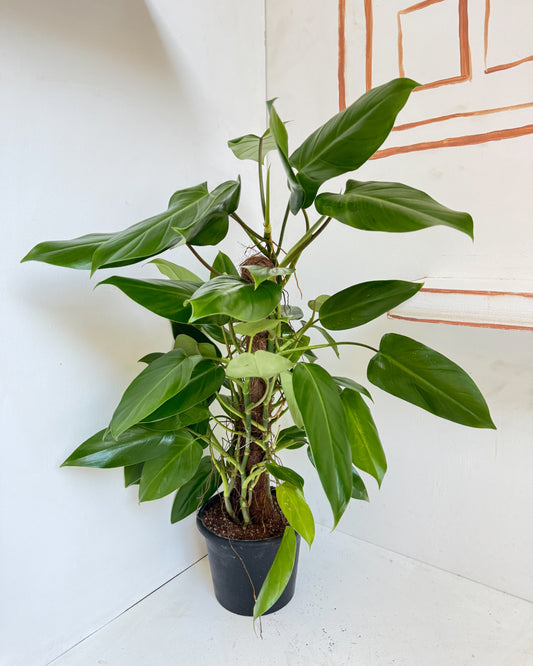 Soft Blush Philodendron