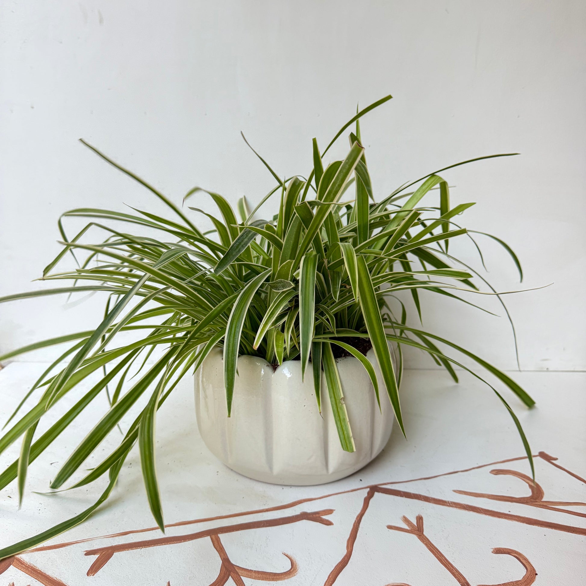 spider plant in ceramic pot Shop Spider Plant, aslo known as Chlorophytum comosum,at Kaynuna Online Plant Store, in Cairo, Egypt. – Kaynuna.co