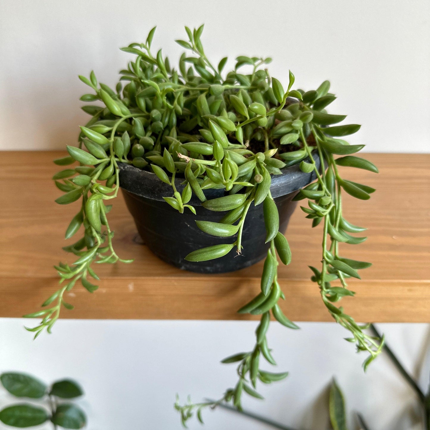 banana looking succulent Buy String of Bananas Online
