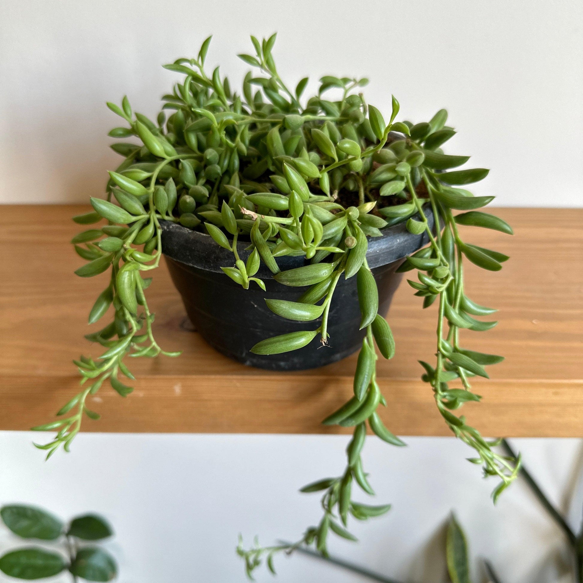 banana plant hanging Buy String of Bananas Online