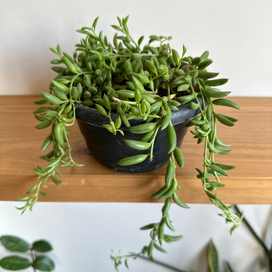 String of Bananas succulent (Senecio radicans) with cascading, banana-shaped leaves in a hanging pot, showcasing its unique trailing growth habit and vibrant green color.