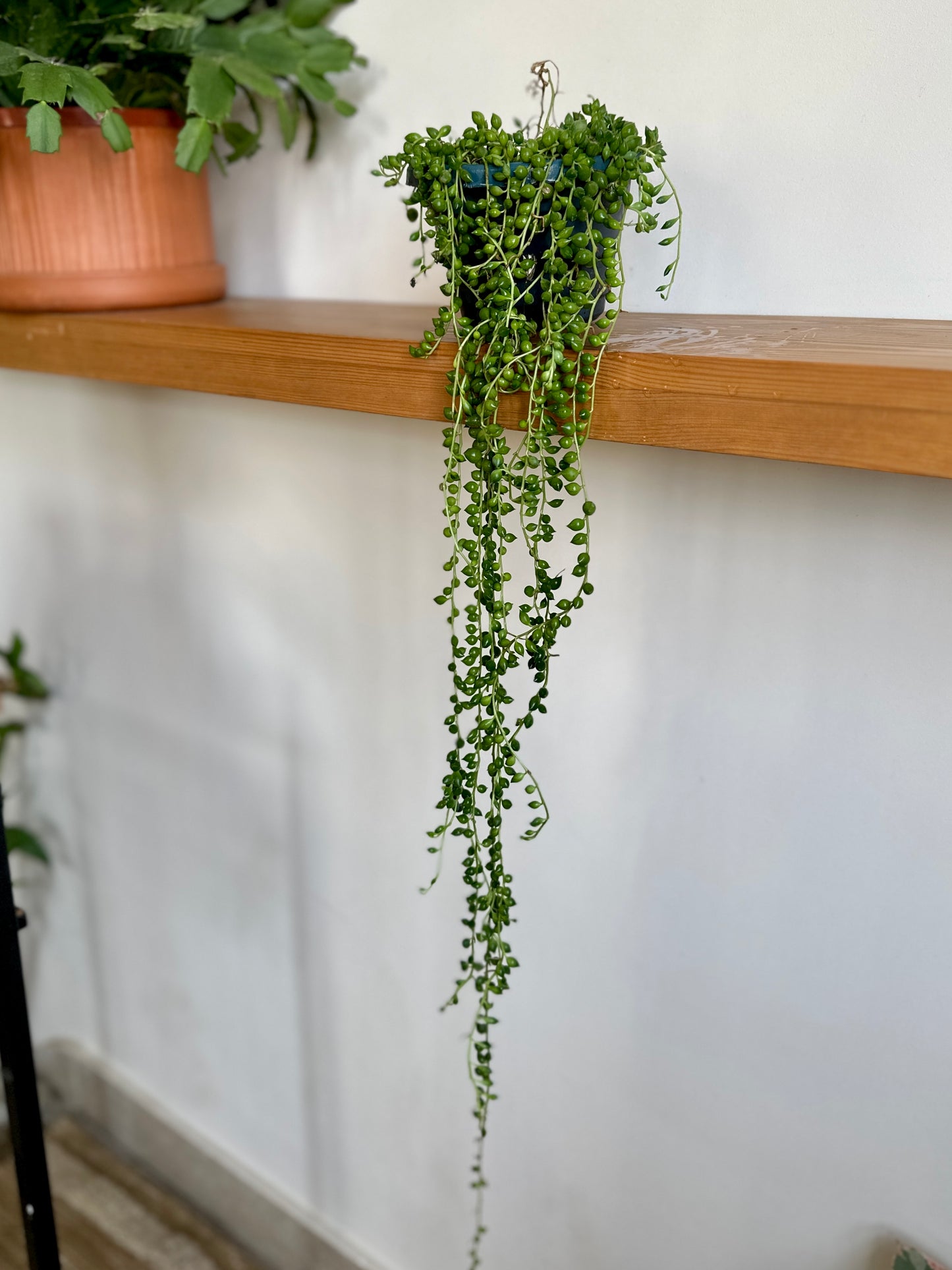 String of Pearls Cario Egypt