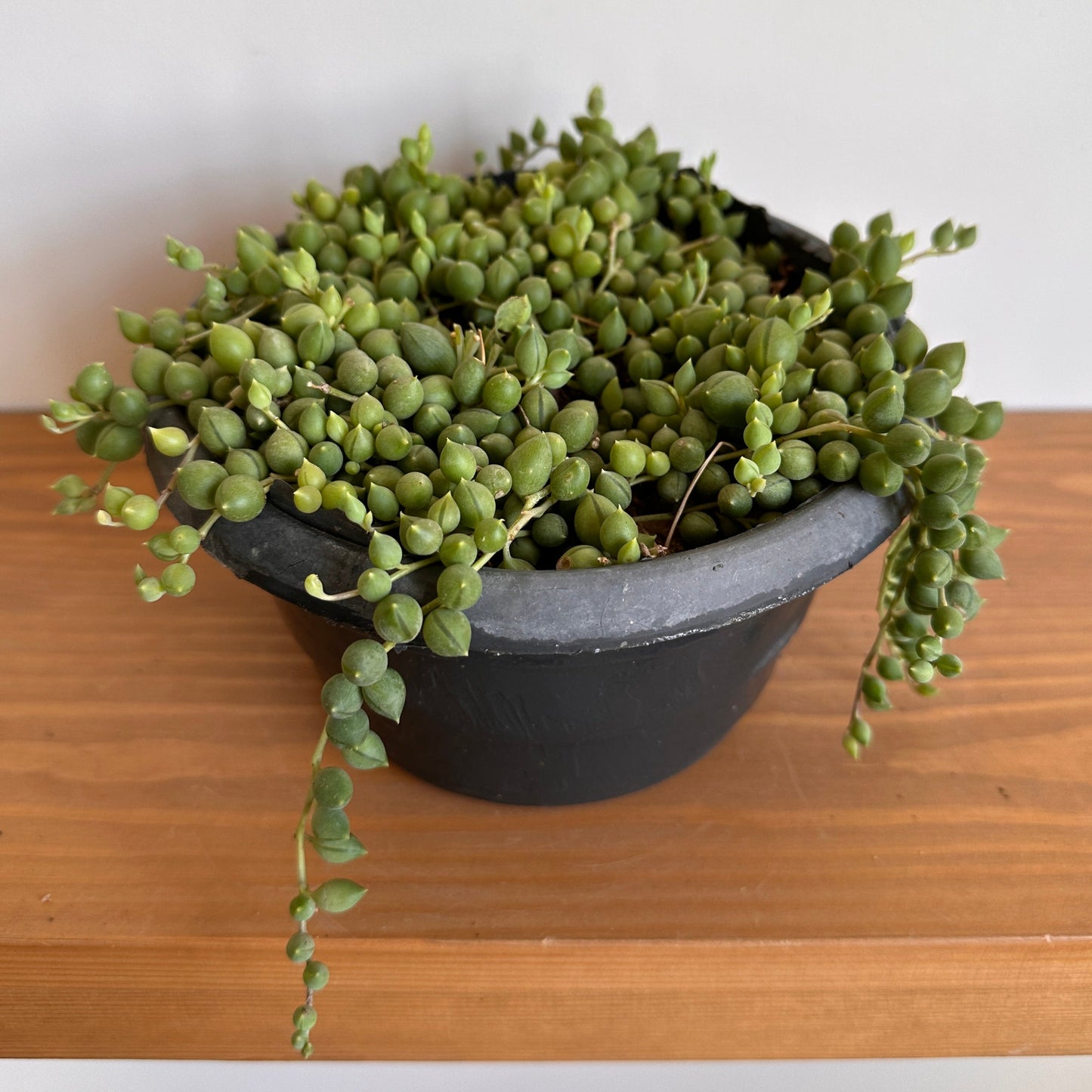 Buy String of Pearls Succulent, at kaynuna.co, Egypt.