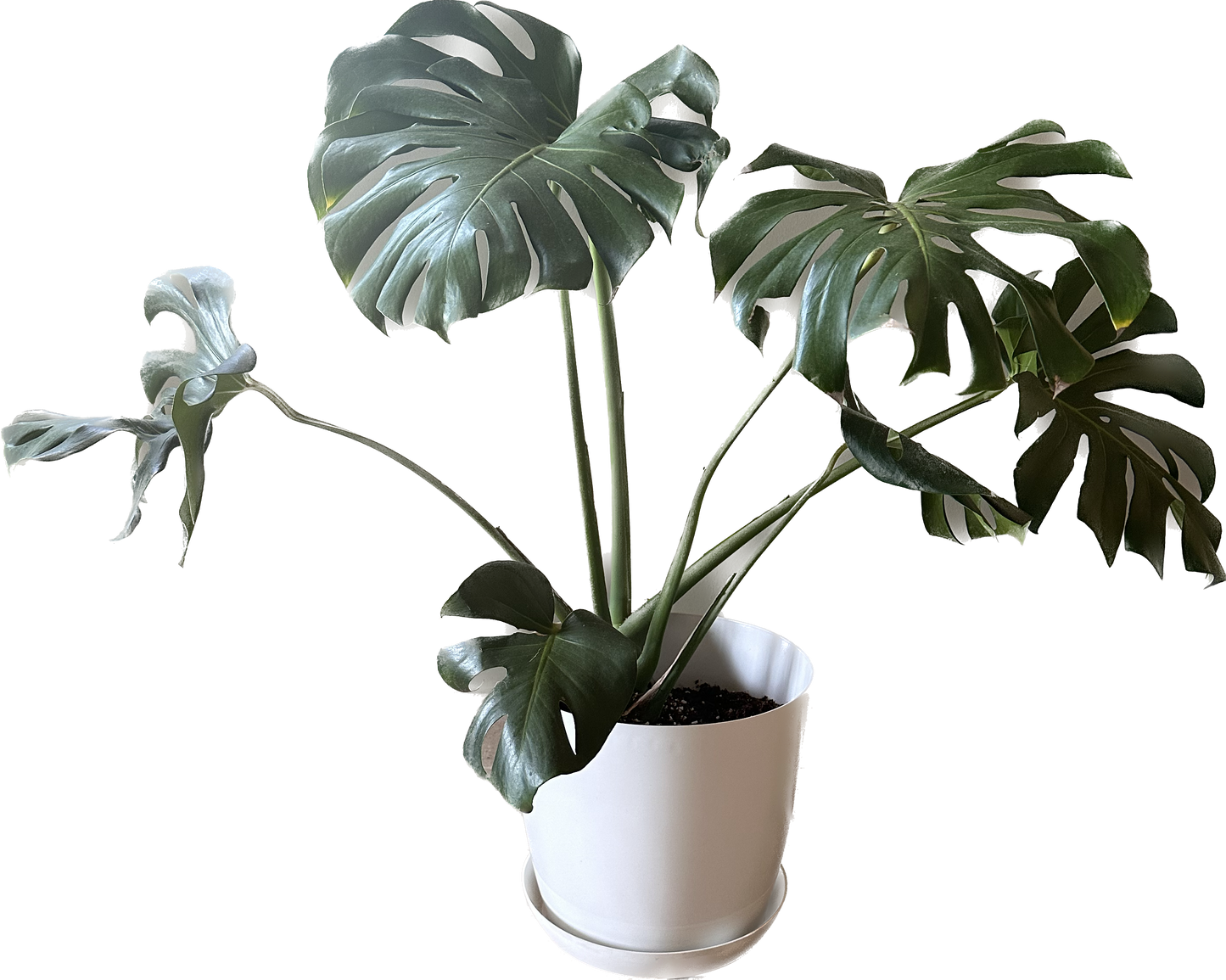 Plant Plastic Pot Size 35 cm