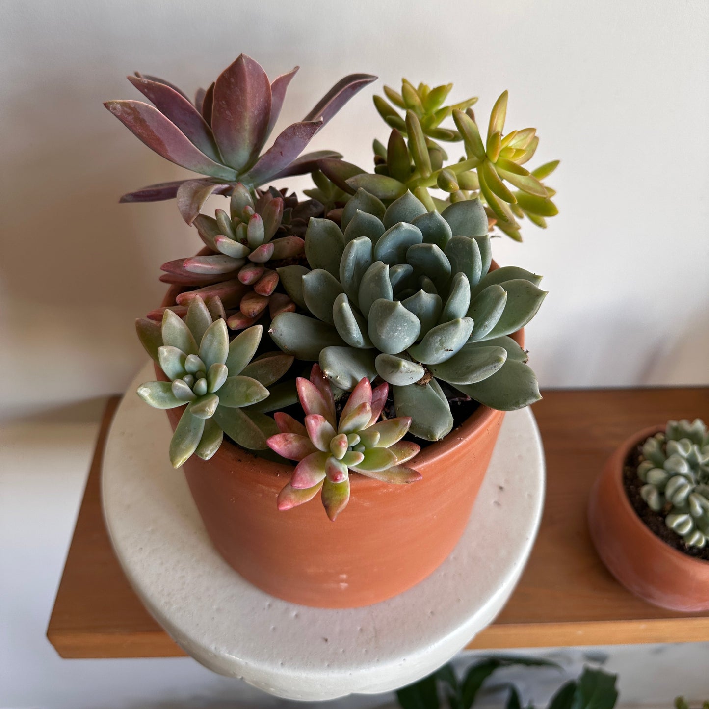 Potted succulents in terracotta on a white pedestal with a neutral background | Kaynuna