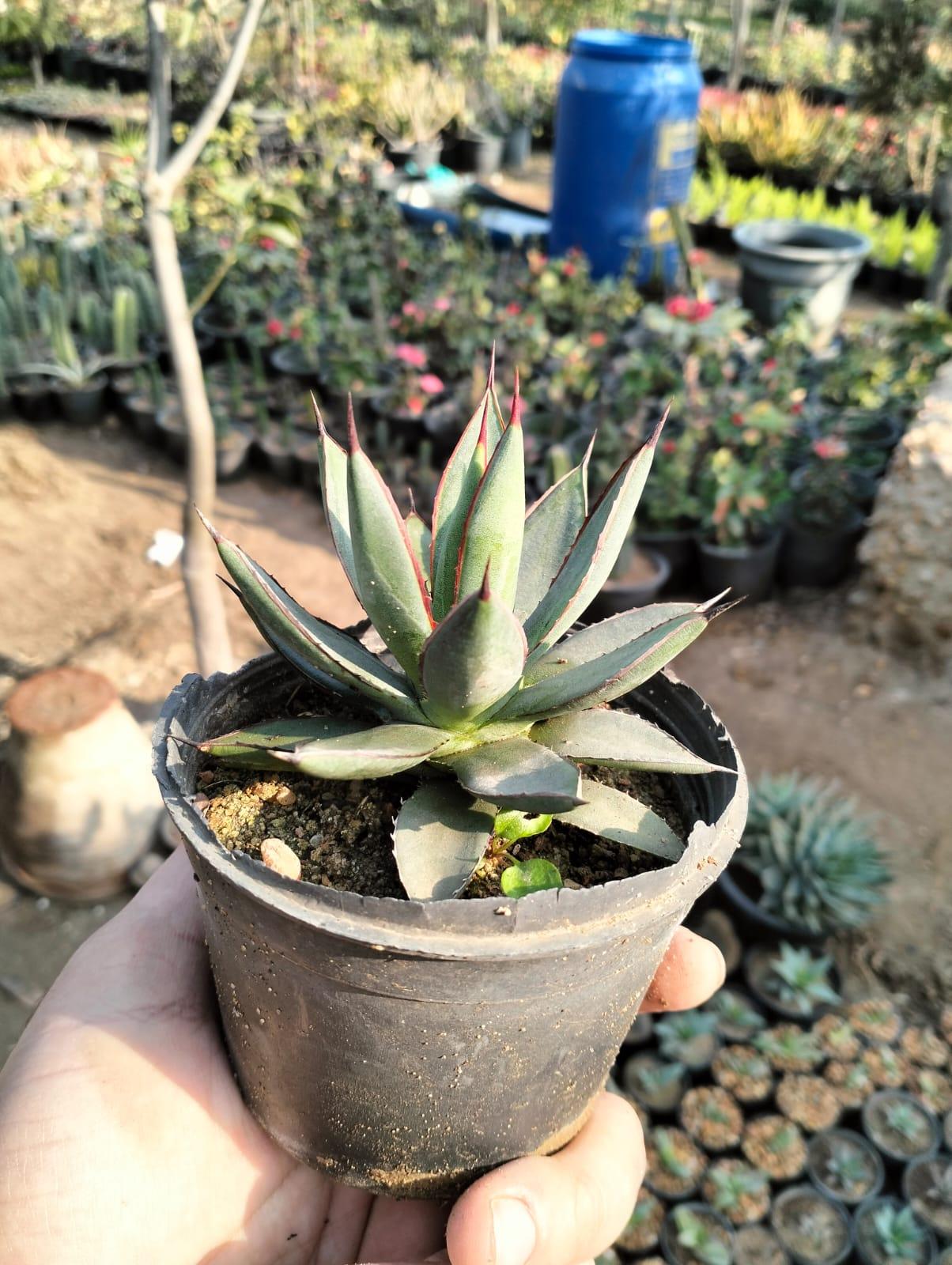 Blue Glow Agave