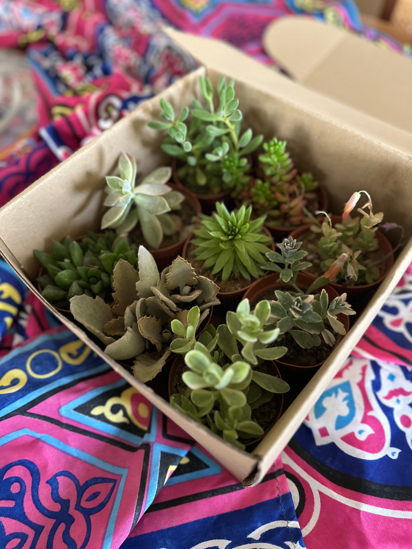 Small potted succulents in a cardboard box on a colorful fabric background