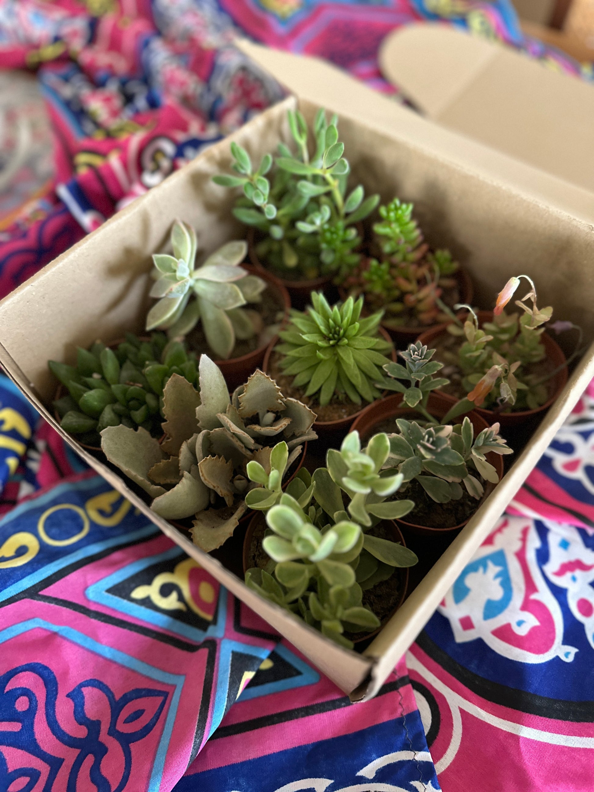 Small potted succulents in a cardboard box on a colorful fabric background