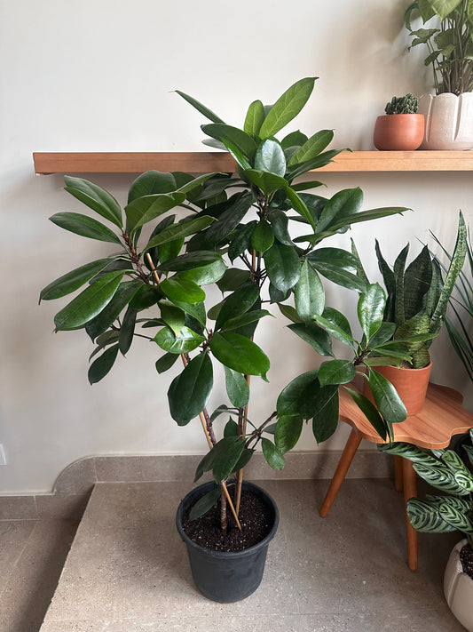 Sunshine Fig | kaynuna