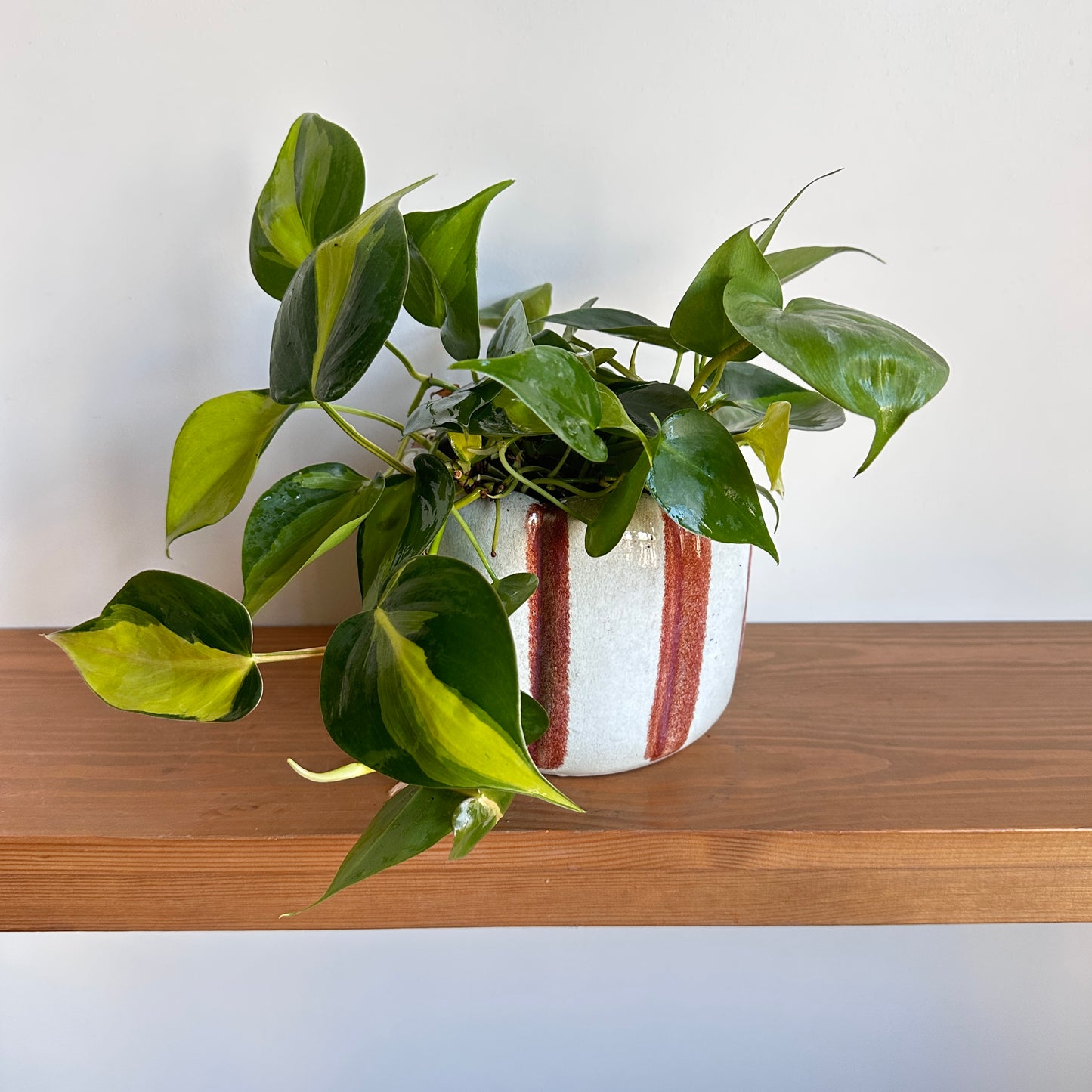 Sweetheart Philodendron with glossy heart-shaped leaves in a stylish Honeycomb and off-white striped ceramic pot, placed on a wooden shelf.