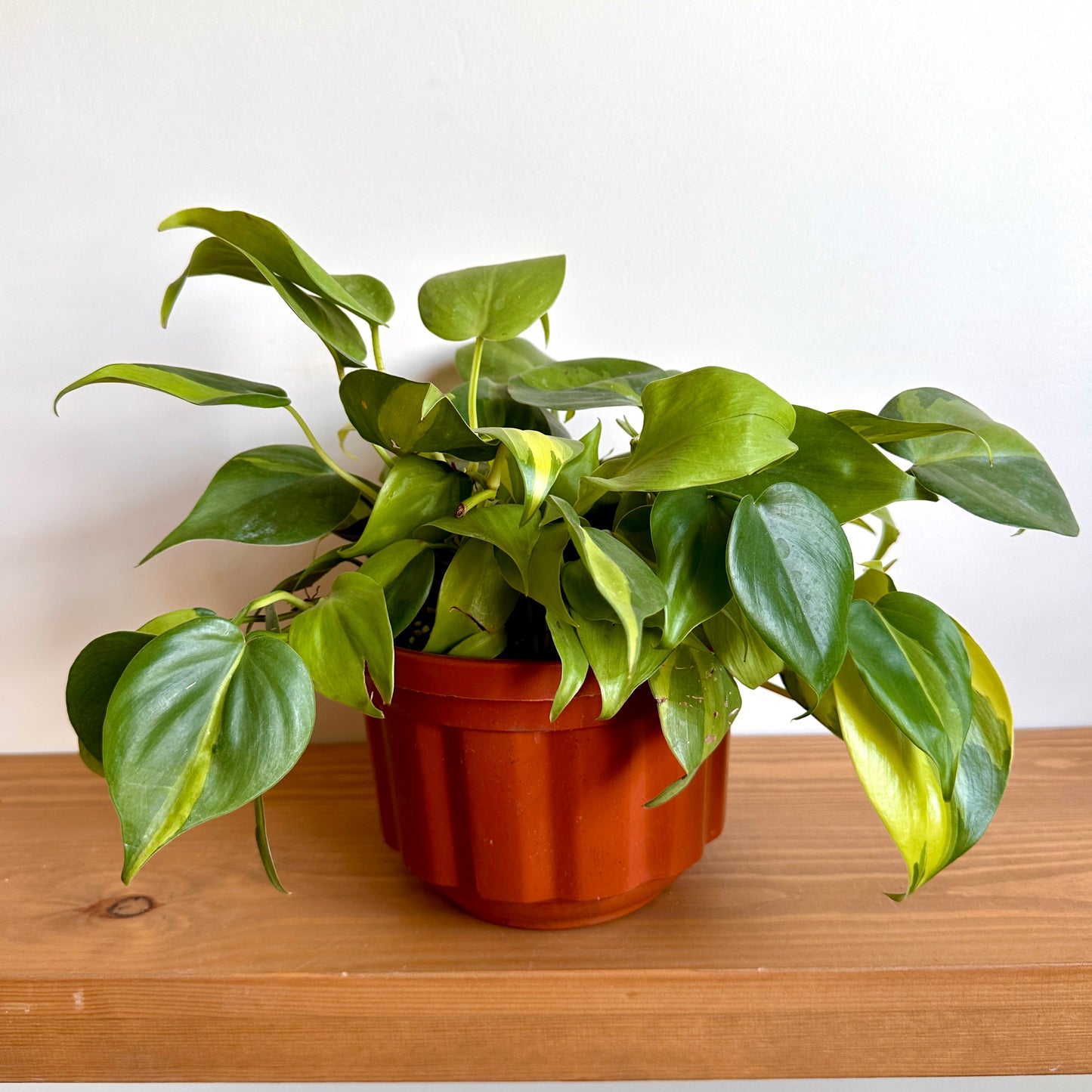 Sweetheart Pothos Plant in brown ot on a shelf