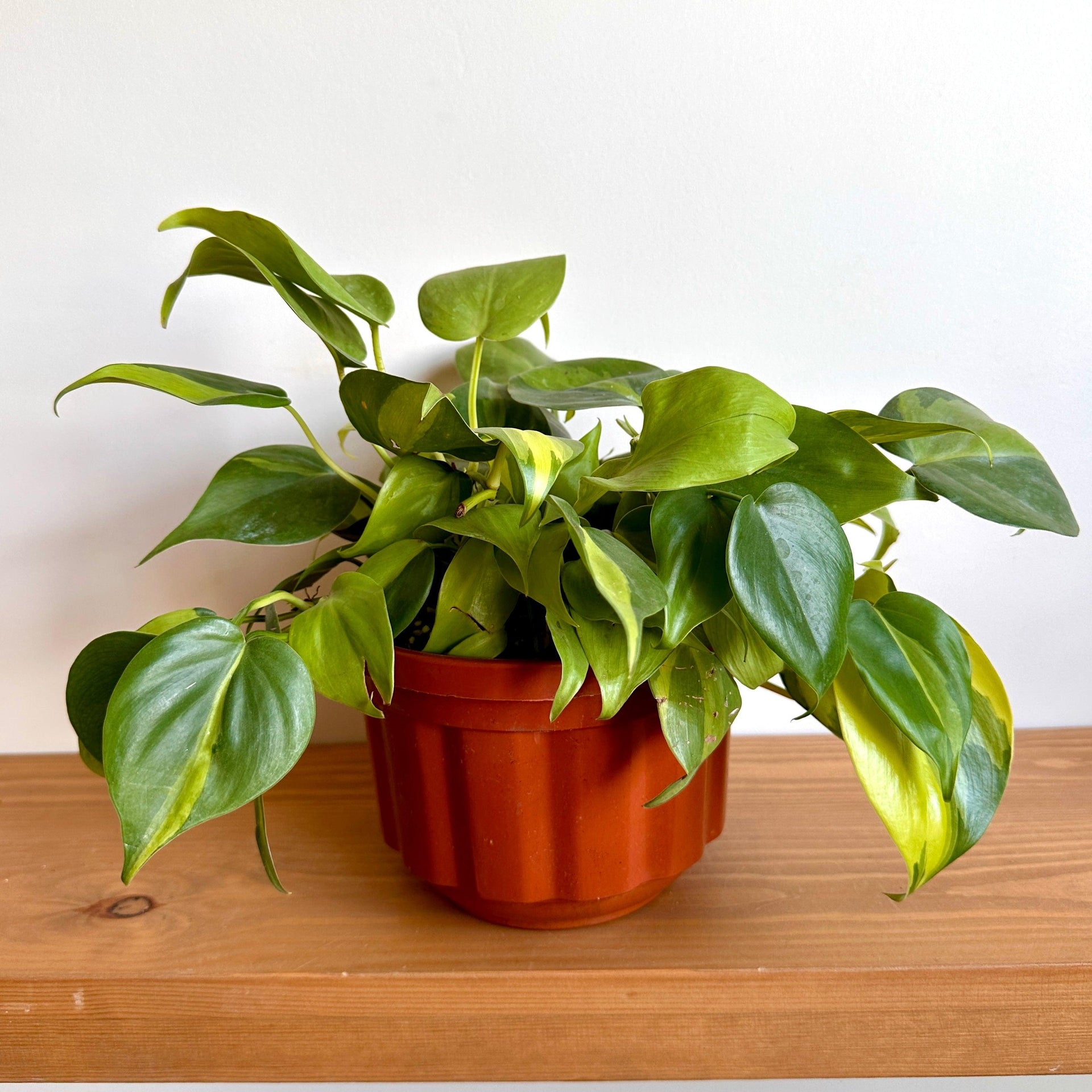 Sweetheart Philodendron – Kaynuna.co