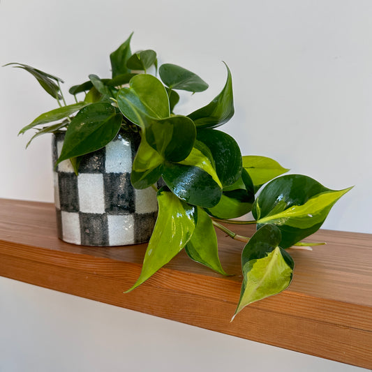 Sweetheart Philodendron with glossy heart-shaped leaves in a stylish black-and-white checkered ceramic pot, placed on a wooden shelf.