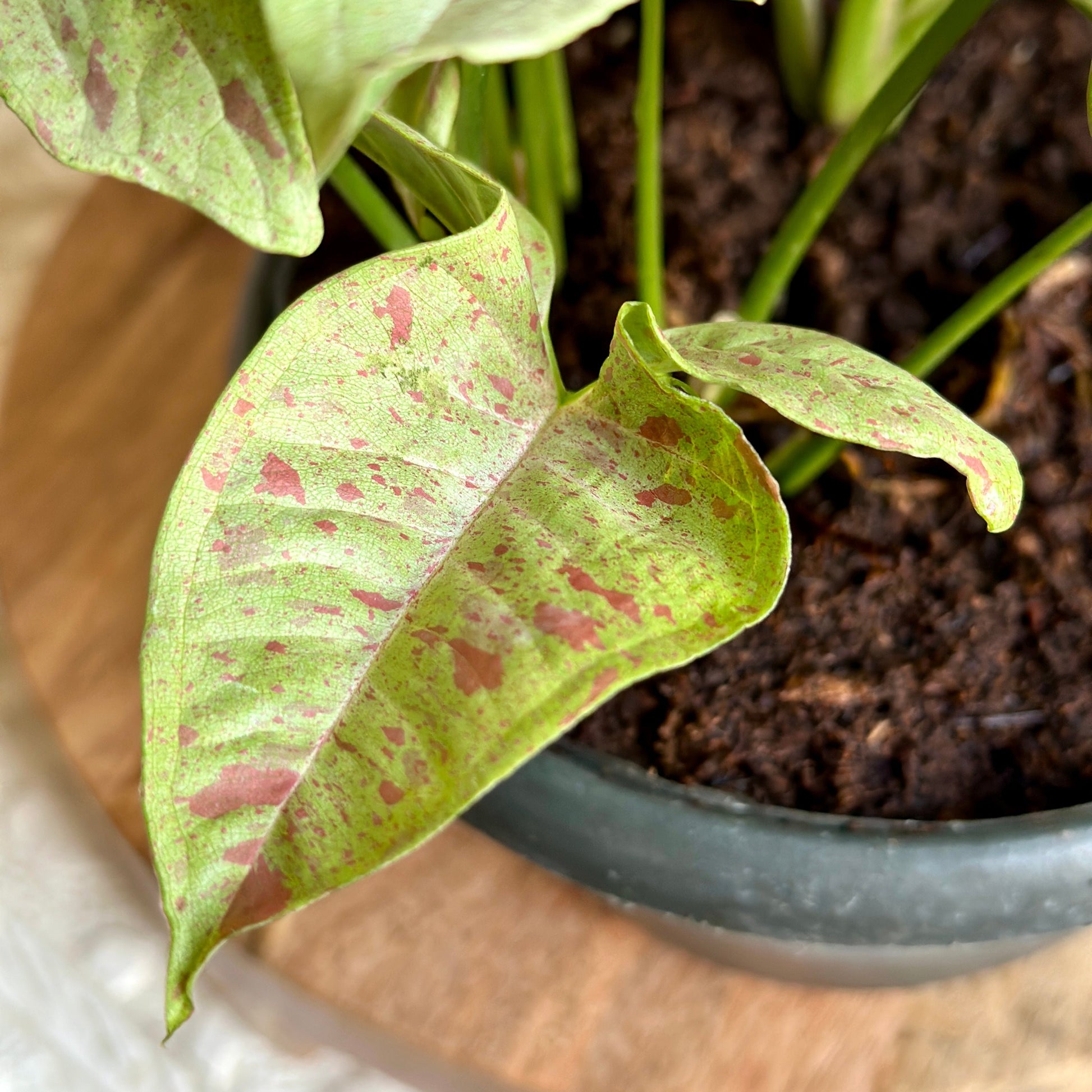 close up of Syngonium Podophyllum "Pink Spot" indoor plant