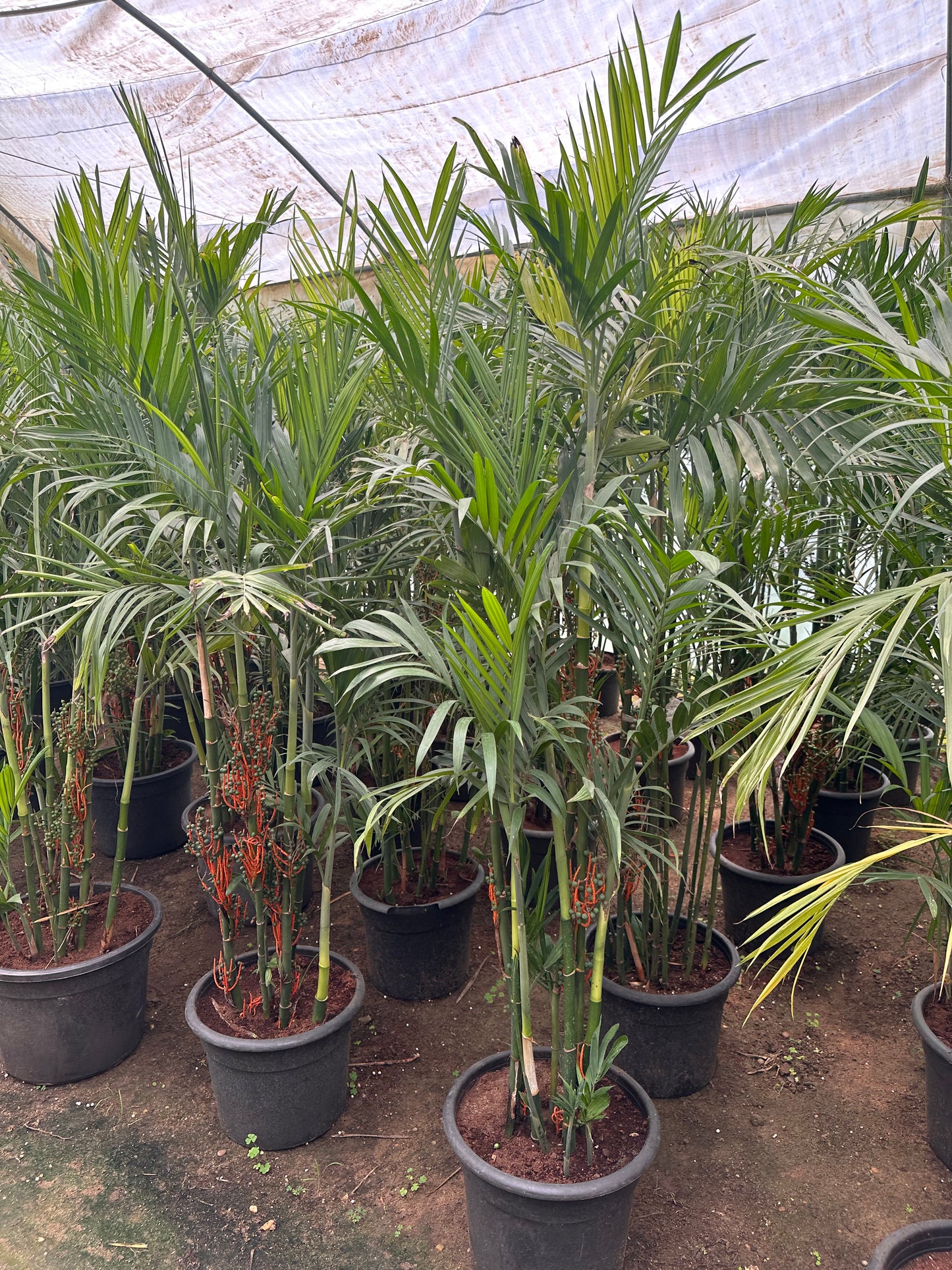 Tall Bamboo Palm in Nursery