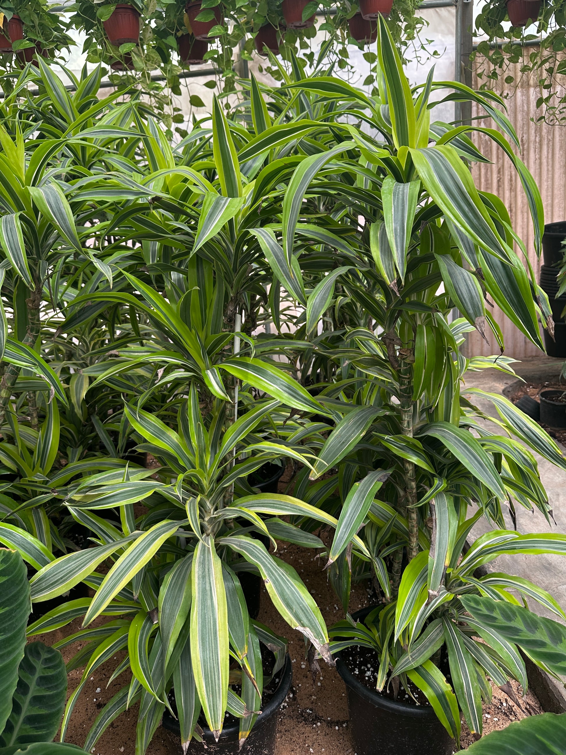 dracaena fragrans lemon surprise Lemon Surprise - Dracaena Fragrans