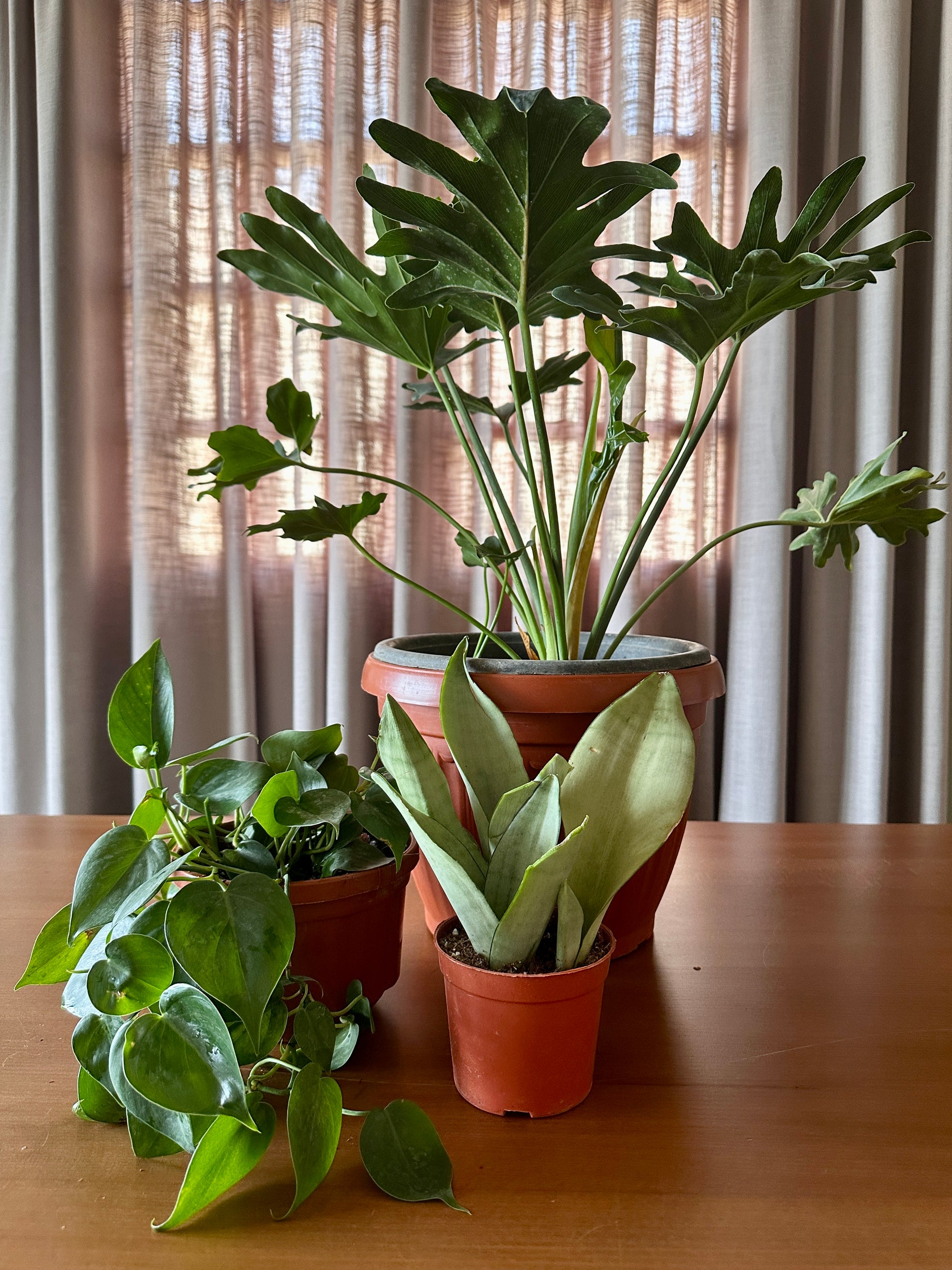 The Easy Peasy Plants Bundle: Selloum, heartleaf pothos and moonshine snake plant.