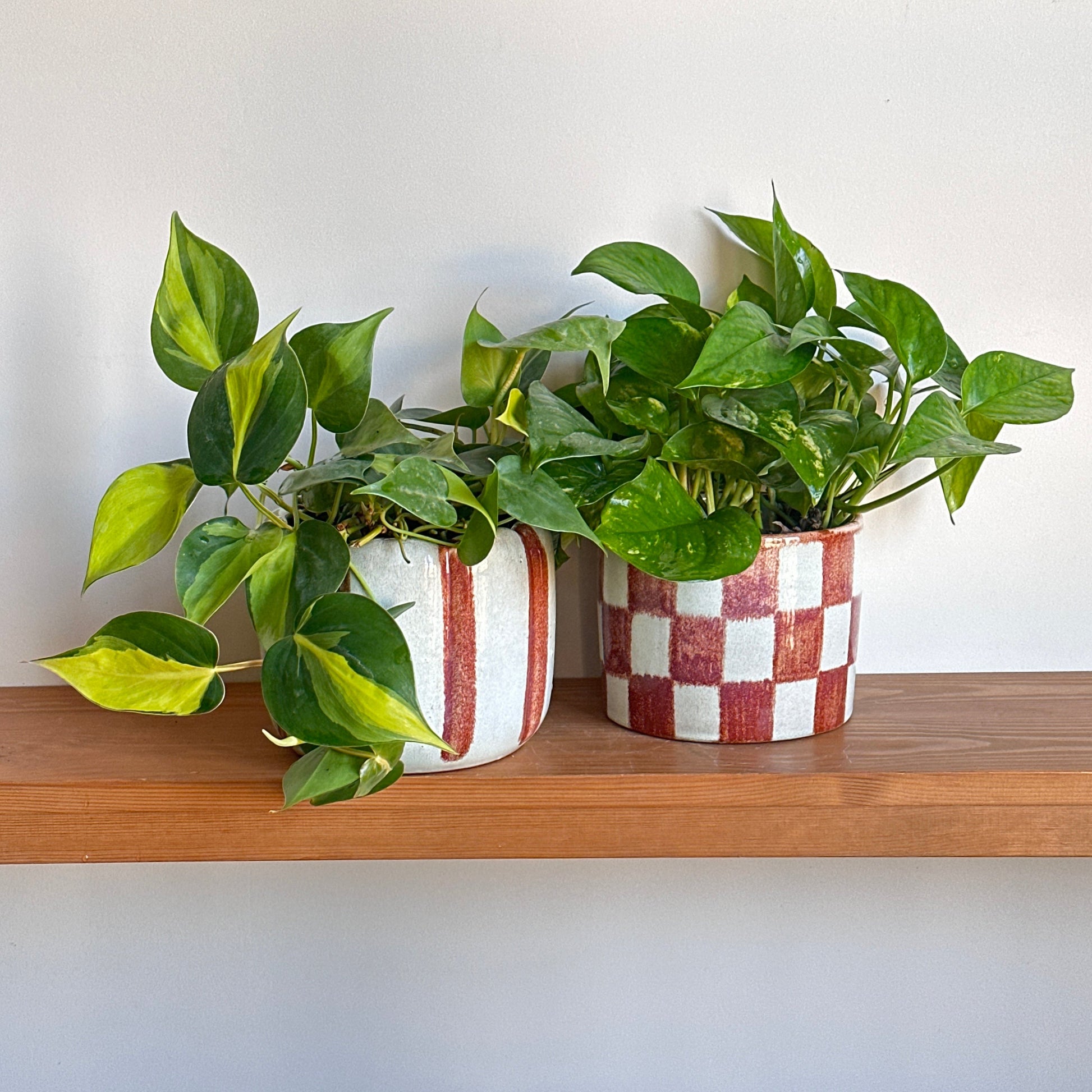 Heartleaf Philodendron in a white-and-brown Striped Honeycomb Ceramic Pot next to a Golden Pothos in a white-and-red Checkered Honeycomb Ceramic Pot, placed on a wooden shelf.