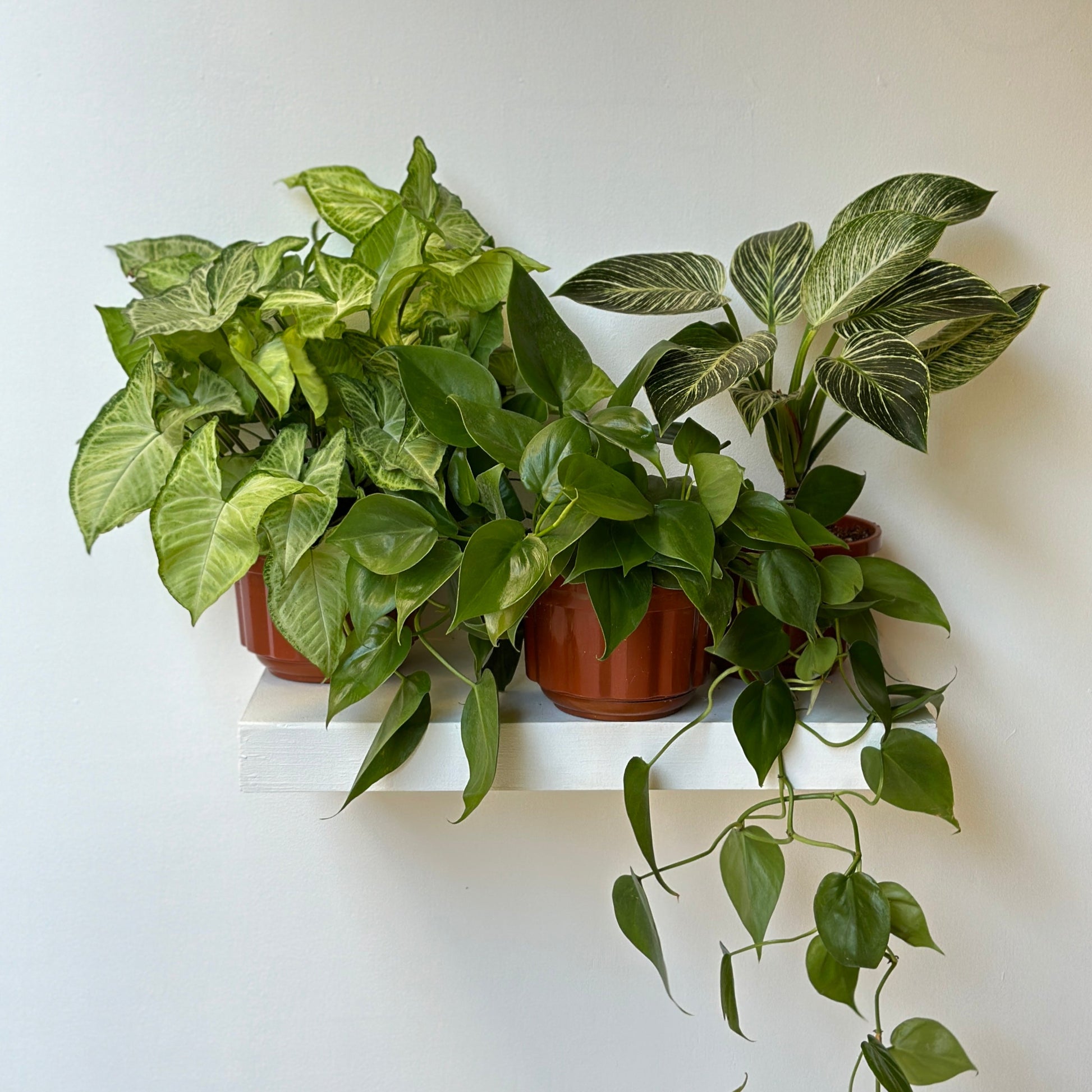 pothos, arrowhead, birkin  plants in brown plastic pots on a white shelf against a white wall| kaynuna