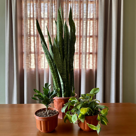 The Piece of Cake Bundle, a bundle of plants: Snake plant, Daracena and sweetheart pothos. 