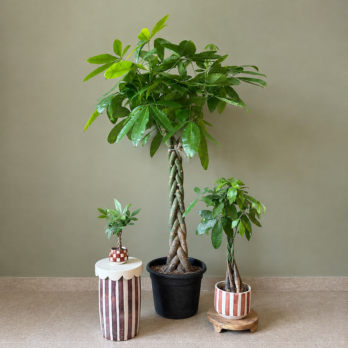 Money Tree - small
