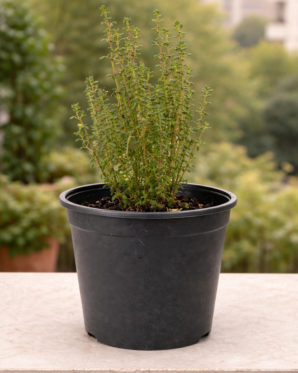 Potted thyme herb plant on a ledge with a blurred green background