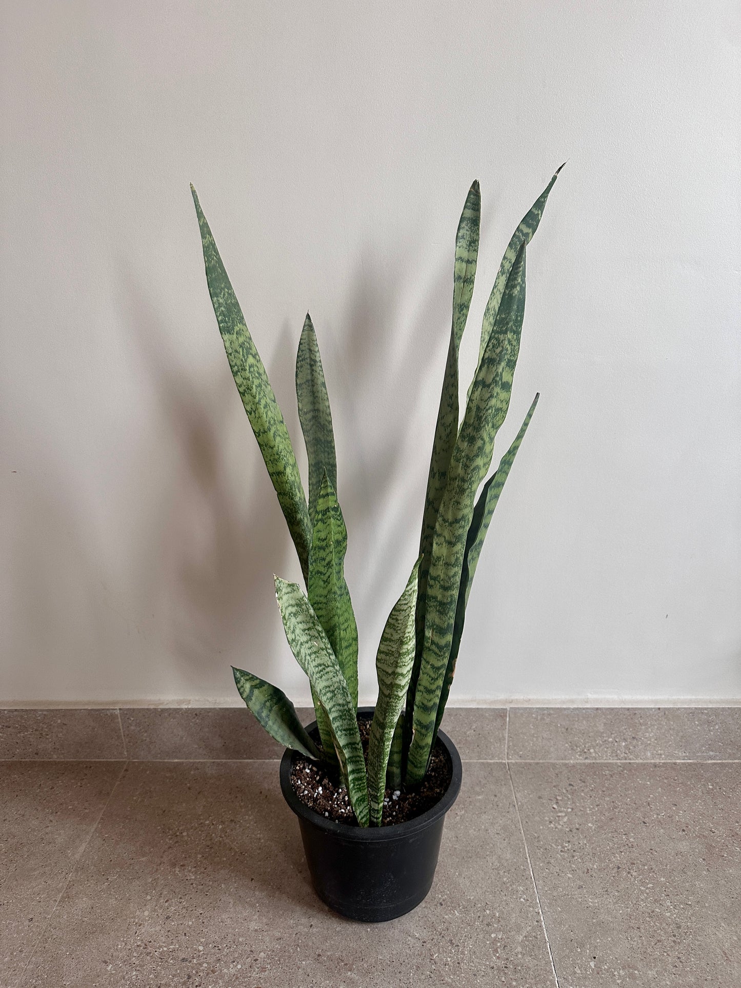 Tiger Snake Plant|kaynuna