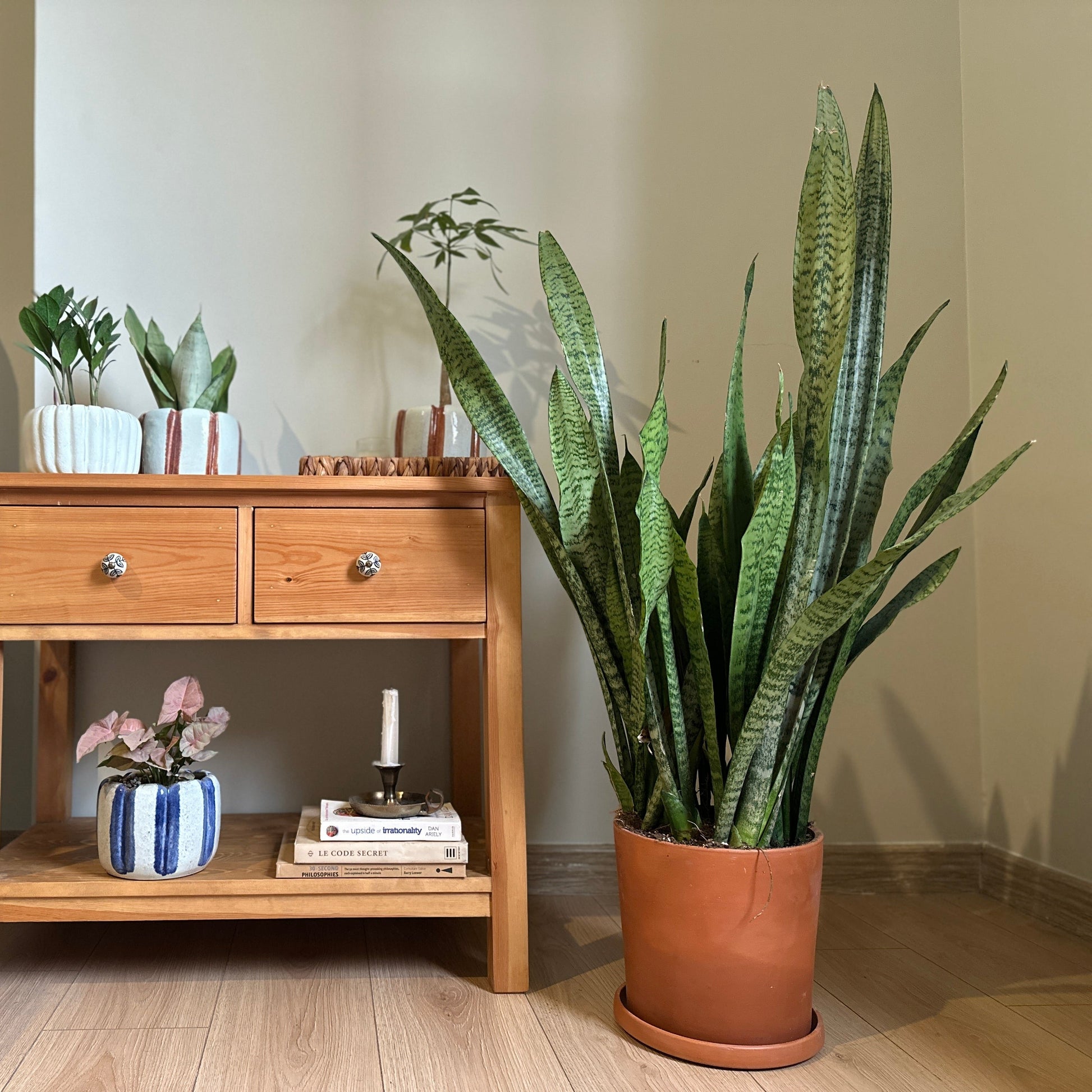 indoor tiger plant Shop Tiger Snake Plant, at kaynuna.co, in Cairo, Egypt. – Kaynuna.co