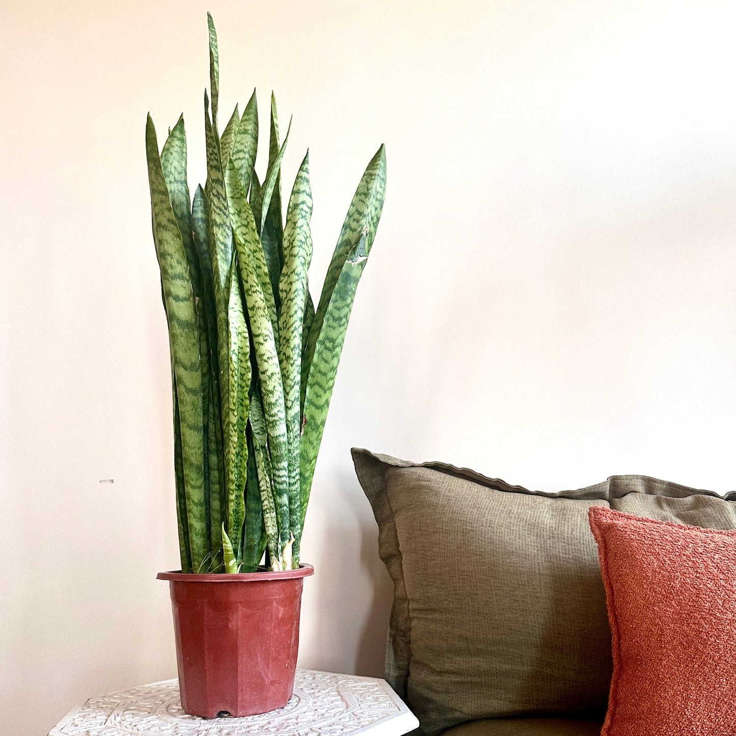 Tiger Snake Plant, also known as Sansevieria, featuring tall, sword-like leaves with dark green horizontal stripes, resembling a tiger's markings. Ideal for indoor spaces, it's a hardy, low-maintenance plant that thrives in low light and purifies the air.