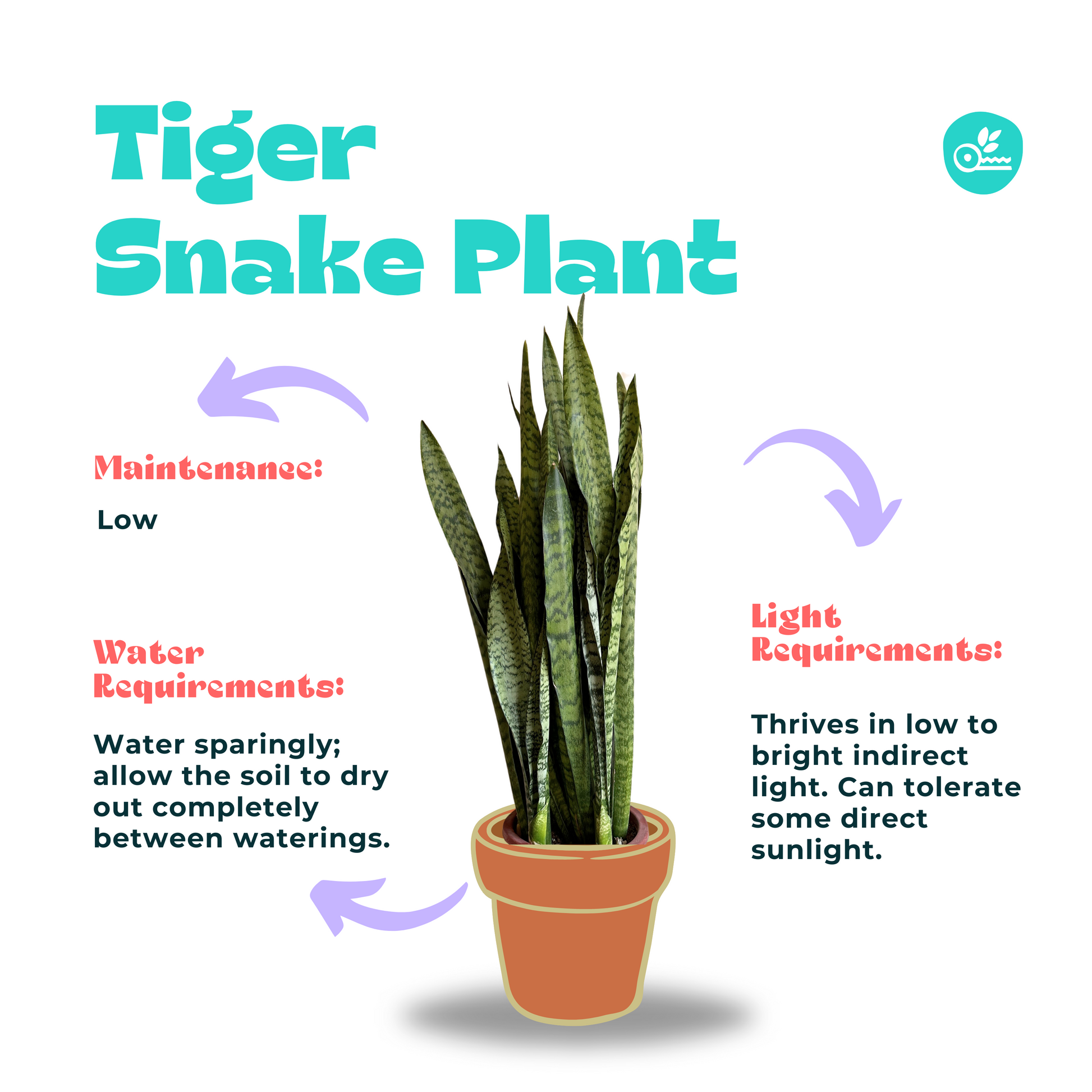 sansevieria black tiger Shop Tiger Snake Plant, at kaynuna.co, in Cairo, Egypt. – Kaynuna.co