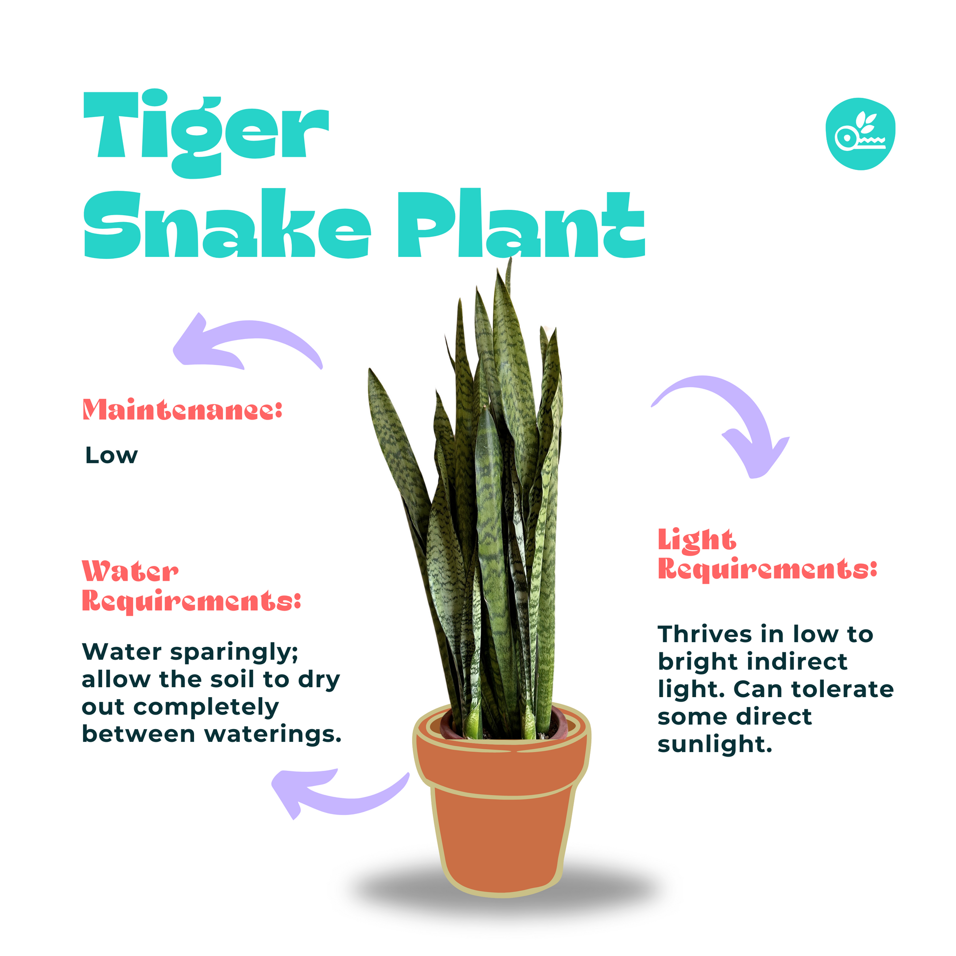 Indoor Tiger Snake Plant -Sanseviera-kaynuna care guide.