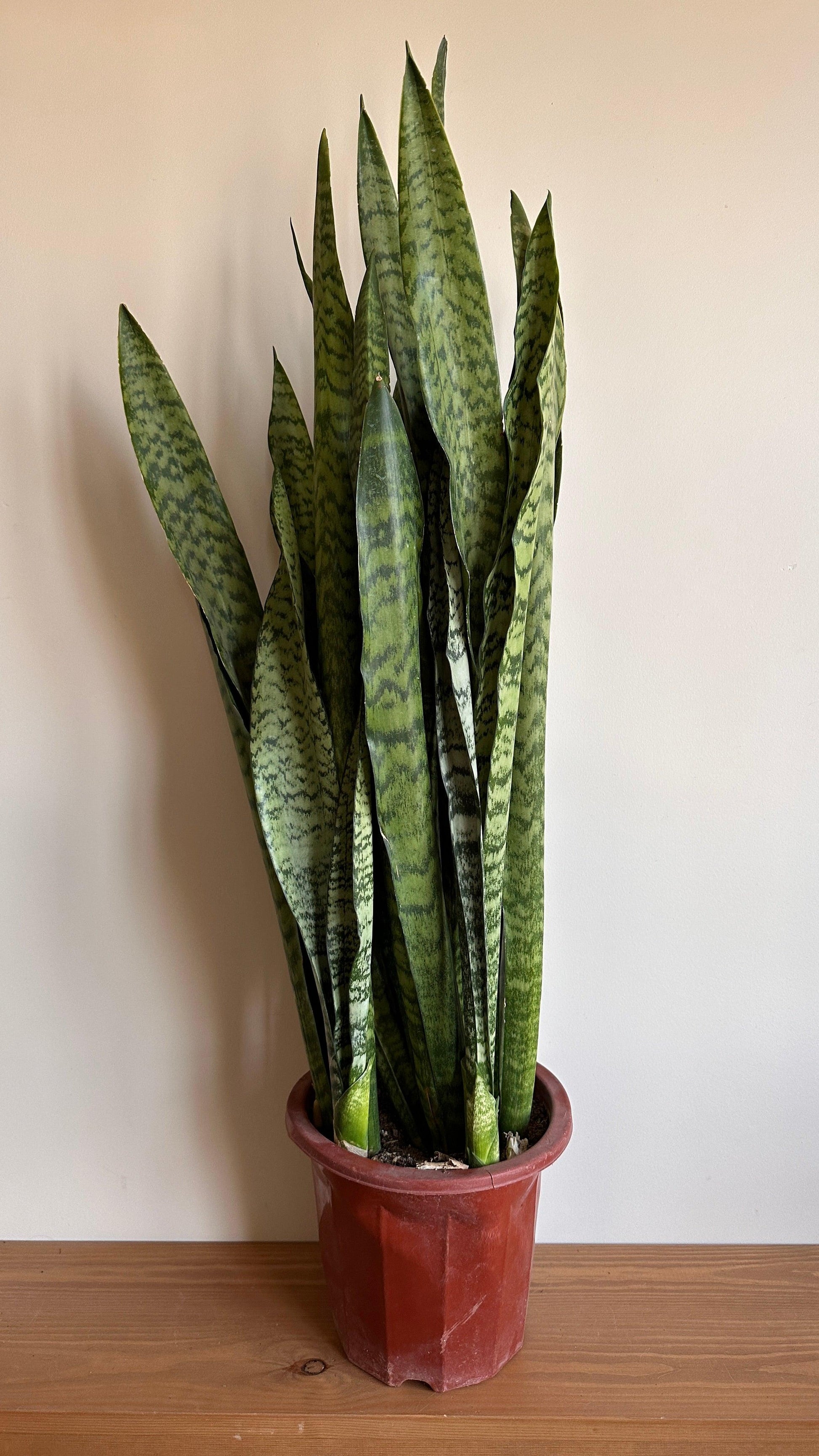 tiger plant vs snake plant Snake Plant Bundle Shop Snake Plant in Cairo Egypt – Kaynuna.co