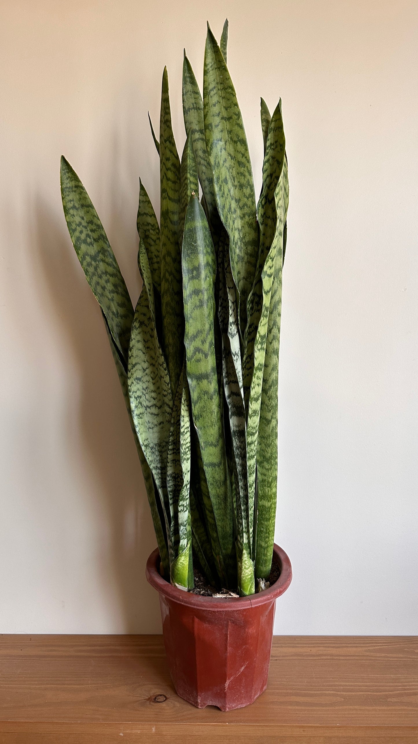 Tiger Snake Plant, also known as Sansevieria,Ideal for indoor spaces, it's a hardy, low-maintenance plant that thrives in low light and purifies the air. it release oxygen at night making it ideal for bedrooms. Delivery in Cairo and Alexandria Egypt.