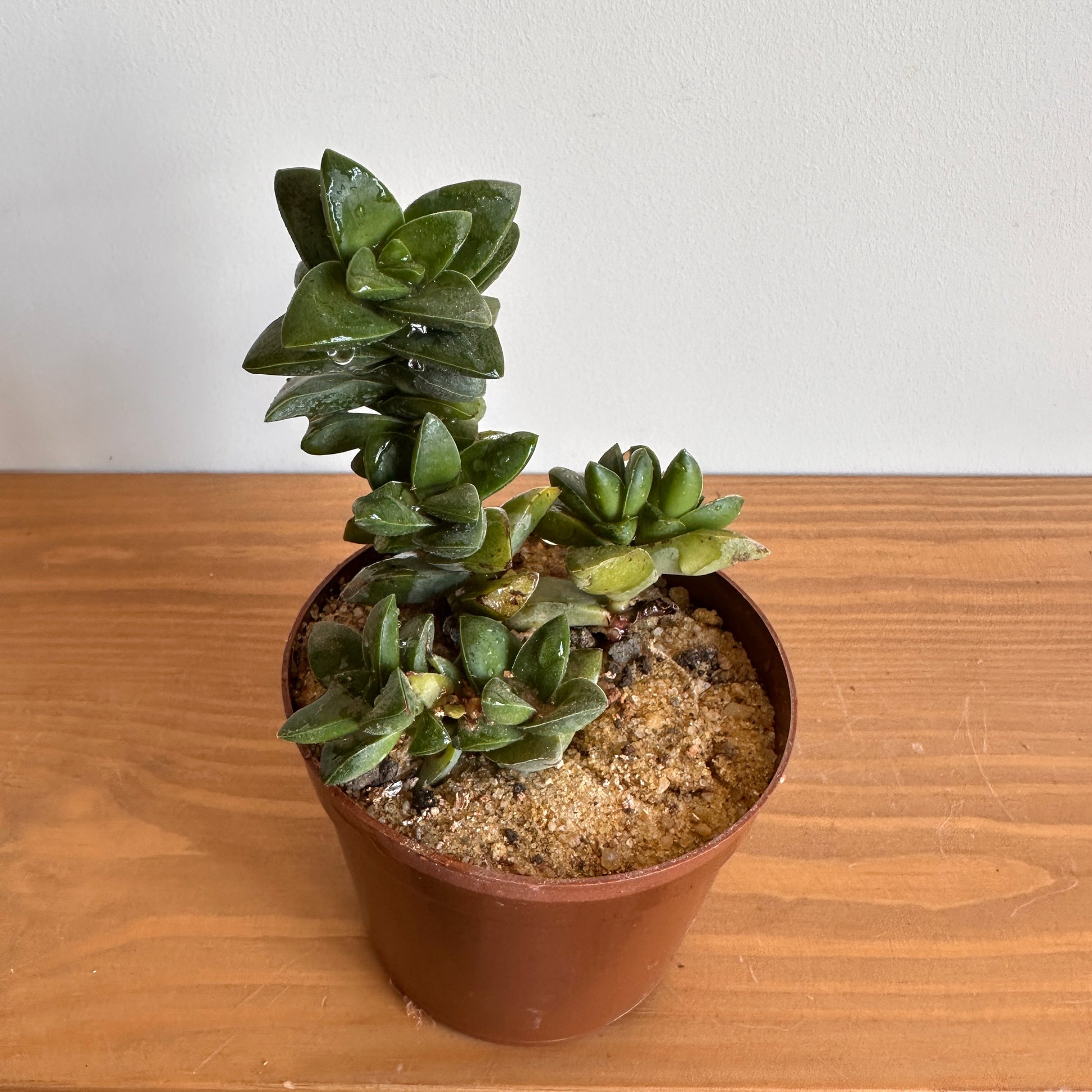 8cm pot Tomb Thumb Succulent, shop Now!