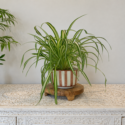 Spider Plant